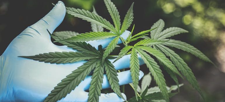 marijuana leaves